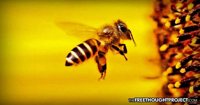 To Fight Bee Die-Off, Virginia Now Offering All Citizens Their Own Beehives