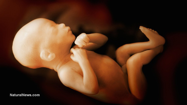 Cancellation of government contract PROVES the FDA has been buying aborted baby parts for medical research