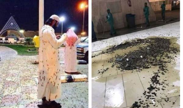 Signs Of The Times? A Plague Of Locusts Hits Mecca And Earth’s Magnetic Pole Is Experiencing A “Sudden Shift”