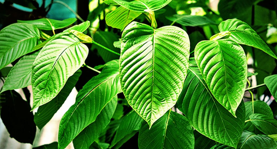 CDC: Americans Are Dying From Kratom Overdoses