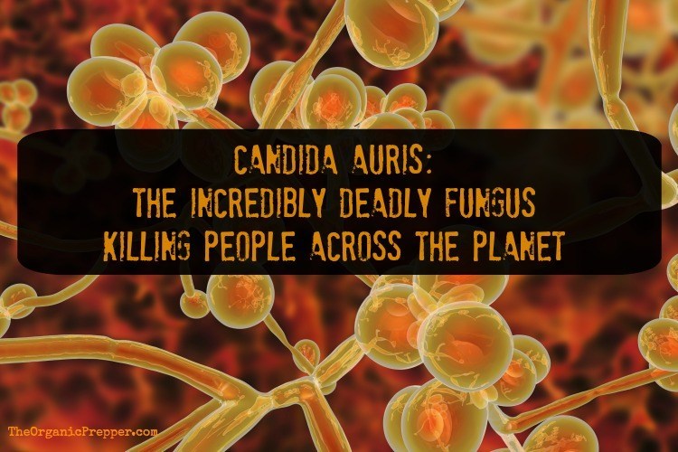 Candida Auris: The Incredibly Deadly Fungus KILLING People Across the Planet