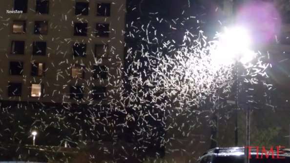 Vegas is Being Hit by a Grasshopper Plague of “Biblical Proportions”