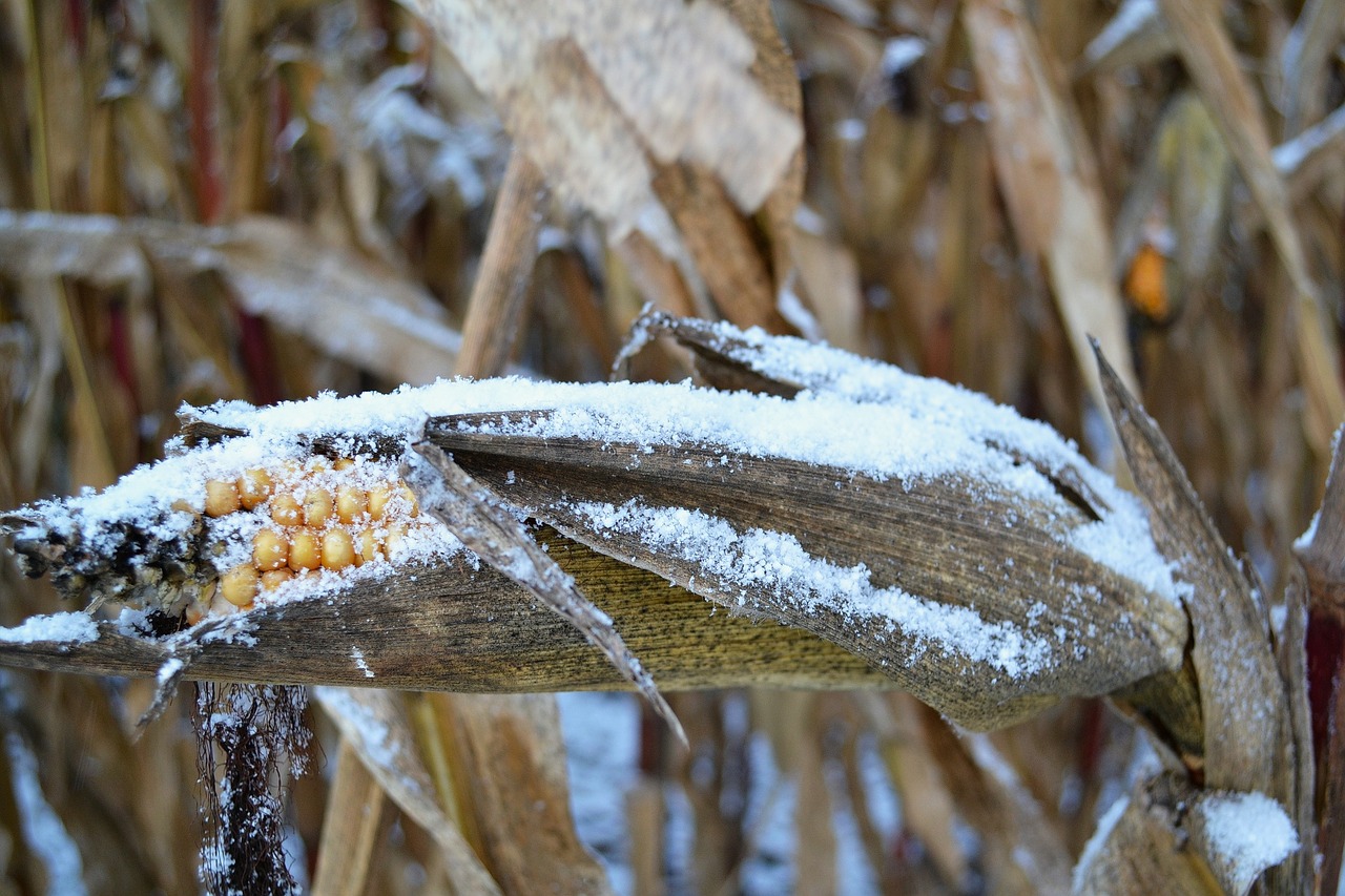 Officials Are Using The Word “Disaster” To Describe The Widespread Crop Failures Happening All Over America