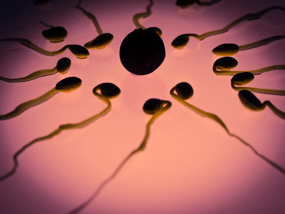 Sperm from malnourished males transmits information that negatively affects the genetic expression of their offspring