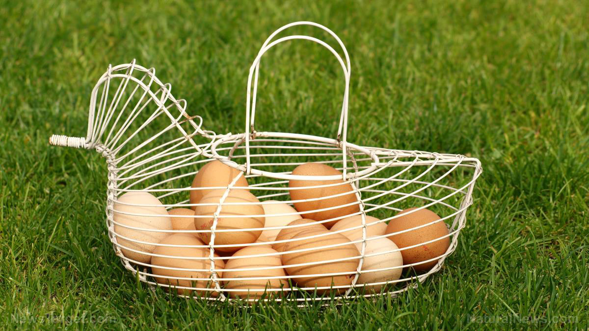 Farmers now eyeing chicken eggs produced in a sustainable manner