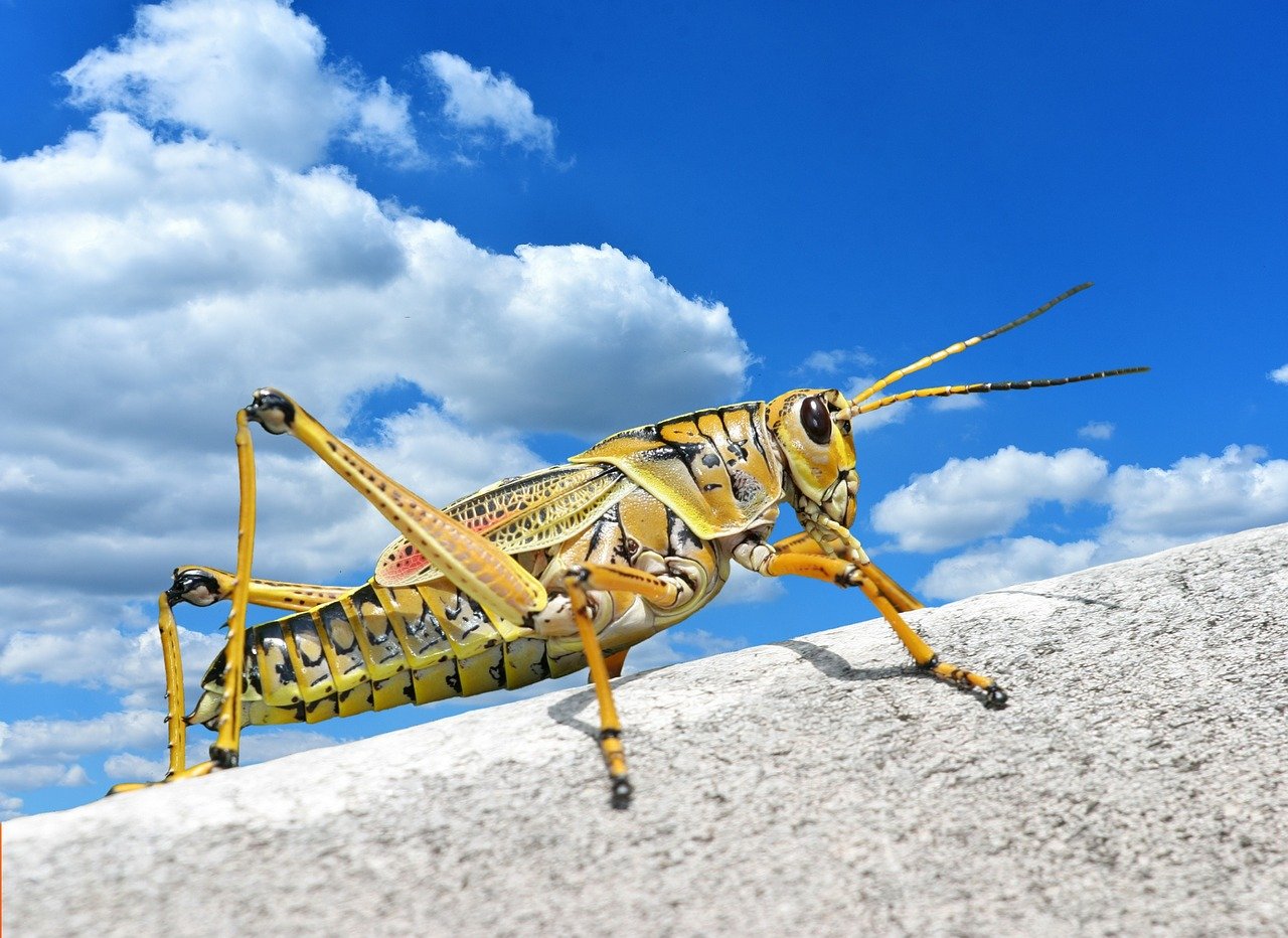 The Worst Northwest Heatwave In History Is About To Hit, And A Plague Of “Voracious Grasshoppers” Has Now Begun