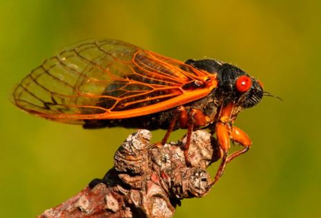 Counterfeit News Network (CNN) promotes eating dangerous mercury-loaded cicada bugs that have been underground for 17 years as the “future of food”
