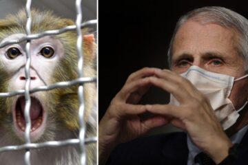 Bombshell: “Secret Island Of Monkeys” Run By Fauci To Conduct Cruel Animal Experiments That Enrich Big Pharma