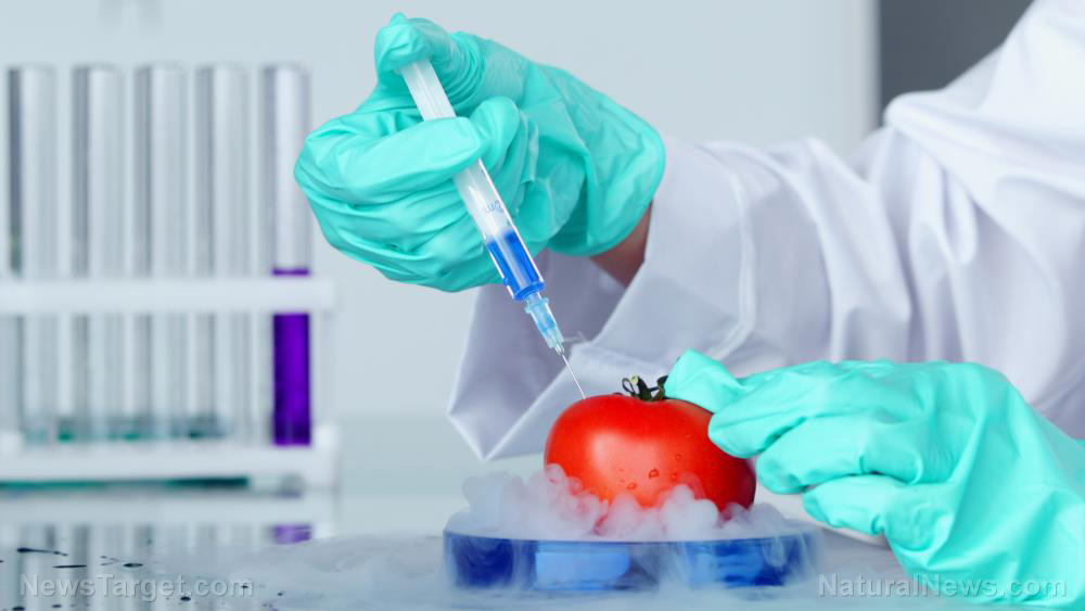 Remember when we warned you about GMO tomatoes? Scientists say they’re probably not safe, let alone healthy