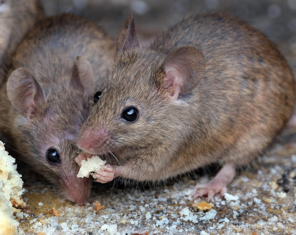 New research appears to confirm that Omicron came from MICE, indicating likely laboratory origins