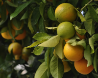 Another Major Shortage Alert: The Florida Orange Crop In 2022 Will Be The Smallest Since World War II