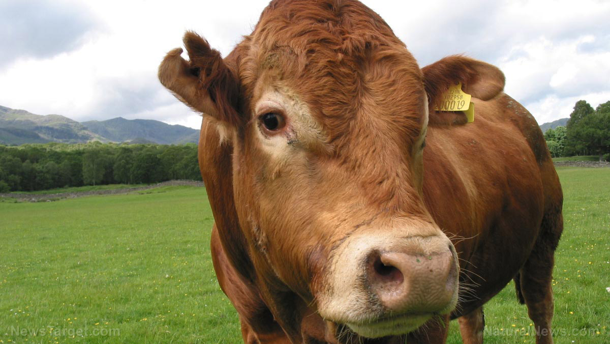 GMO HAMBURGERS? FDA approves genetically engineered cows for beef production