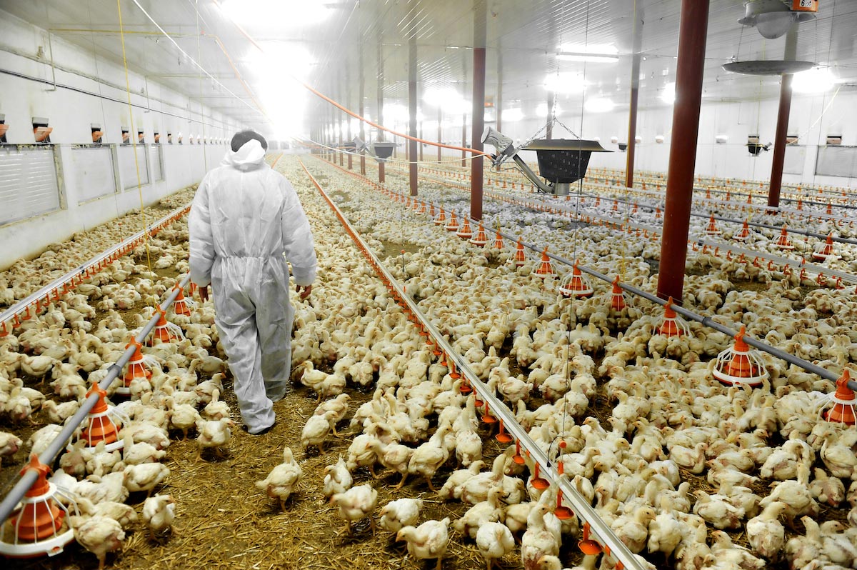US government diagnosing chickens with bird flu using fraudulent PCR tests, then slaughtering them
