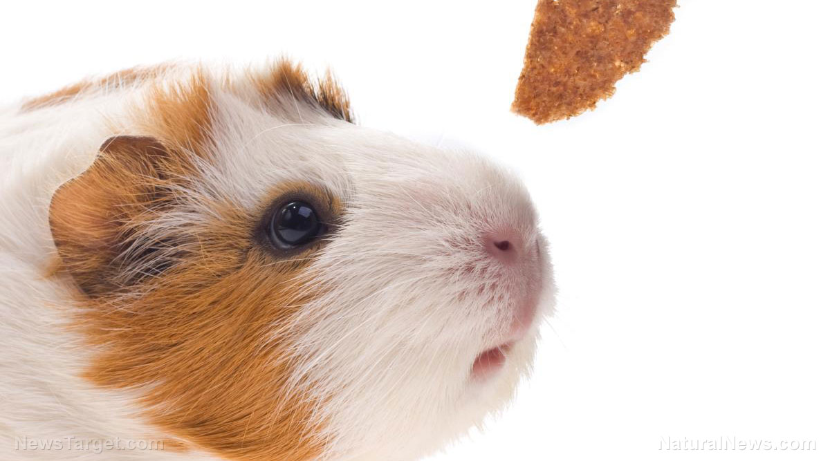 FRANKENSCIENCE: Gene-editing experiment caused GMO hamsters to transform into “hyper-aggressive bullies”