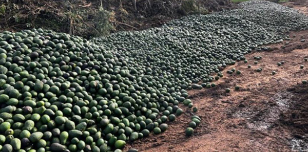 Thousands of pounds of fresh avocados dumped in landfill as Australia accelerates global food destruction