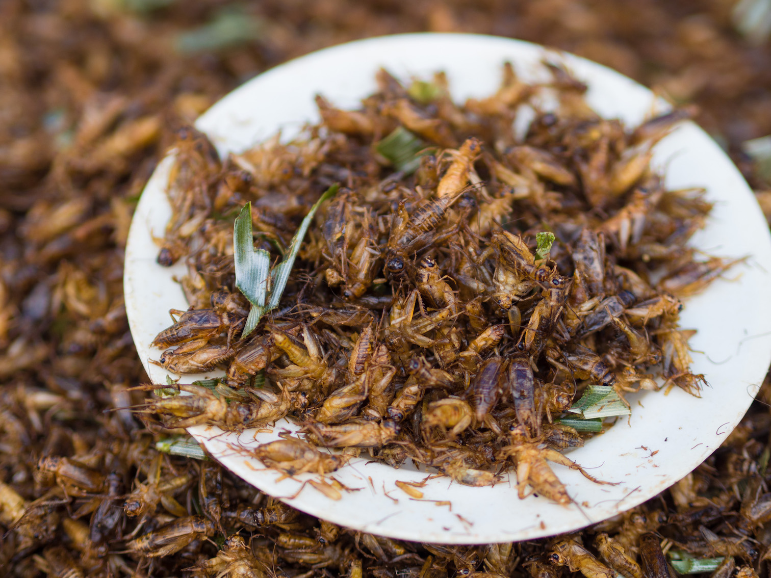 Canadian company vows to produce 9,000 tons of crickets each year for “human and pet consumption”