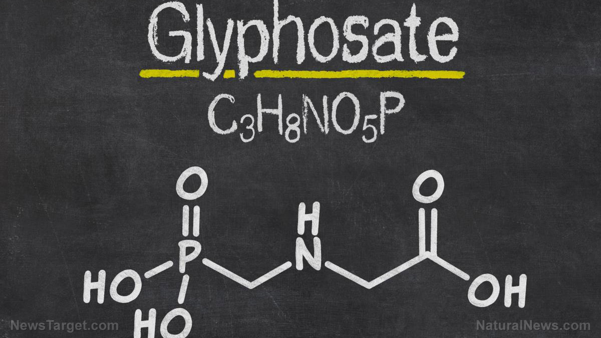 LISTEN as Dr. Judy Mikovitz explains how glyphosate amplifies the toxicity of covid “vaccines”