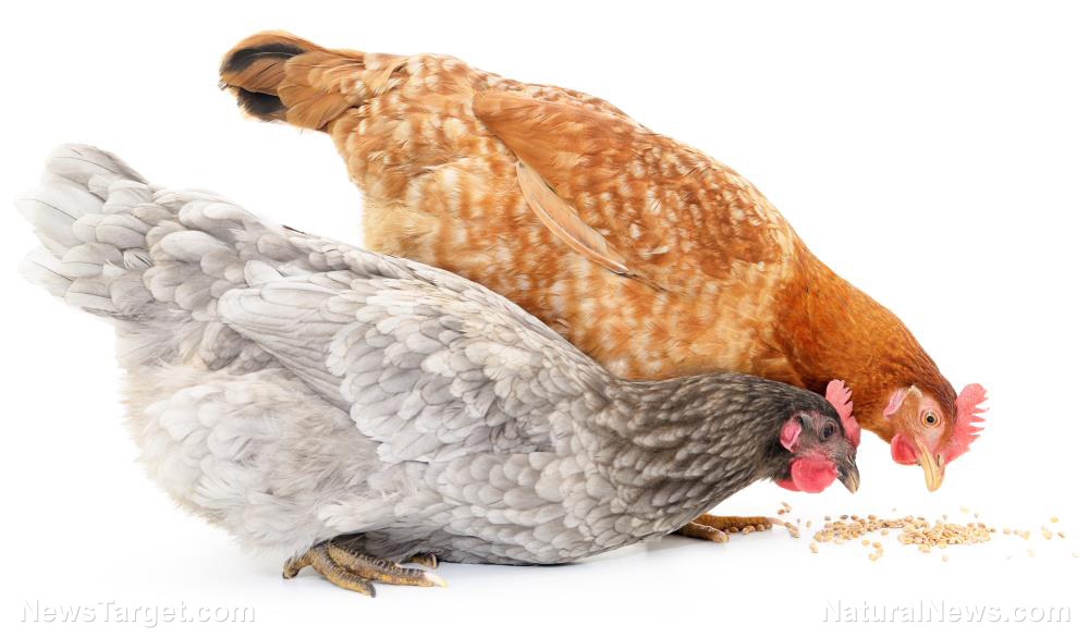 CLAIM: Tractor Supply chicken feed allegedly laced with ingredients causing chickens to stop laying eggs; company board members tied to WEF, Jeffrey Epstein