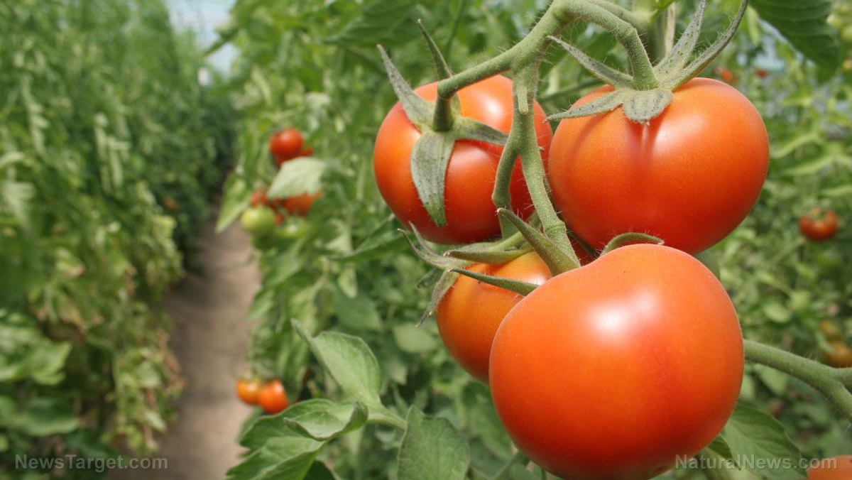 Sorry, vegans: Stressed tomatoes “scream” in pain, research finds
