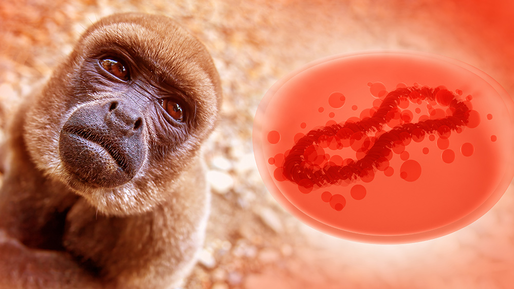 CDC warns of possible monkeypox outbreak recurrence this summer – majority of new cases are in people vaccinated against the disease